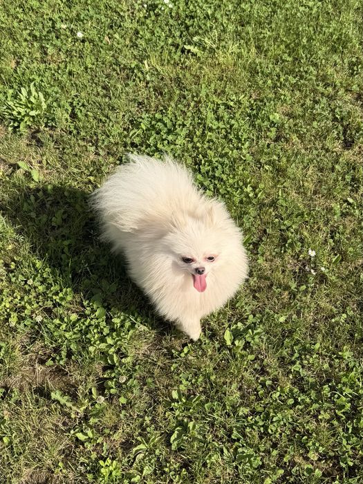 Mascul Pomeranian cu pedigree!