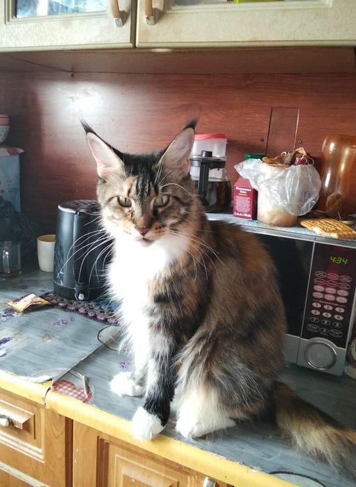 Котёнок мейн-куна