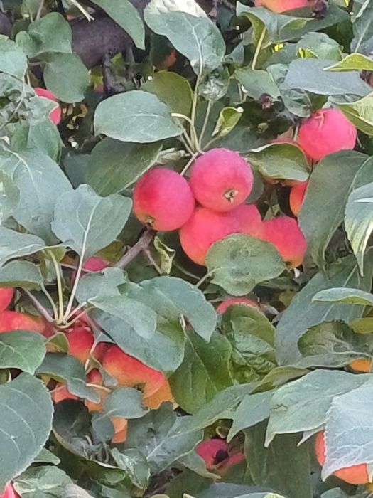 Продам дачу, недорого. В черте города.