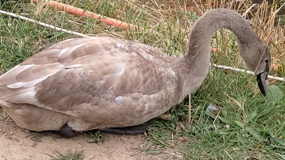 Продается птица: Лебеди