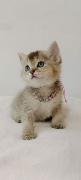Роскошные котята Скоттиш Фолд и Страйт  золотая Девочка