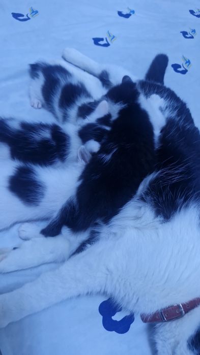 Животное, котята
