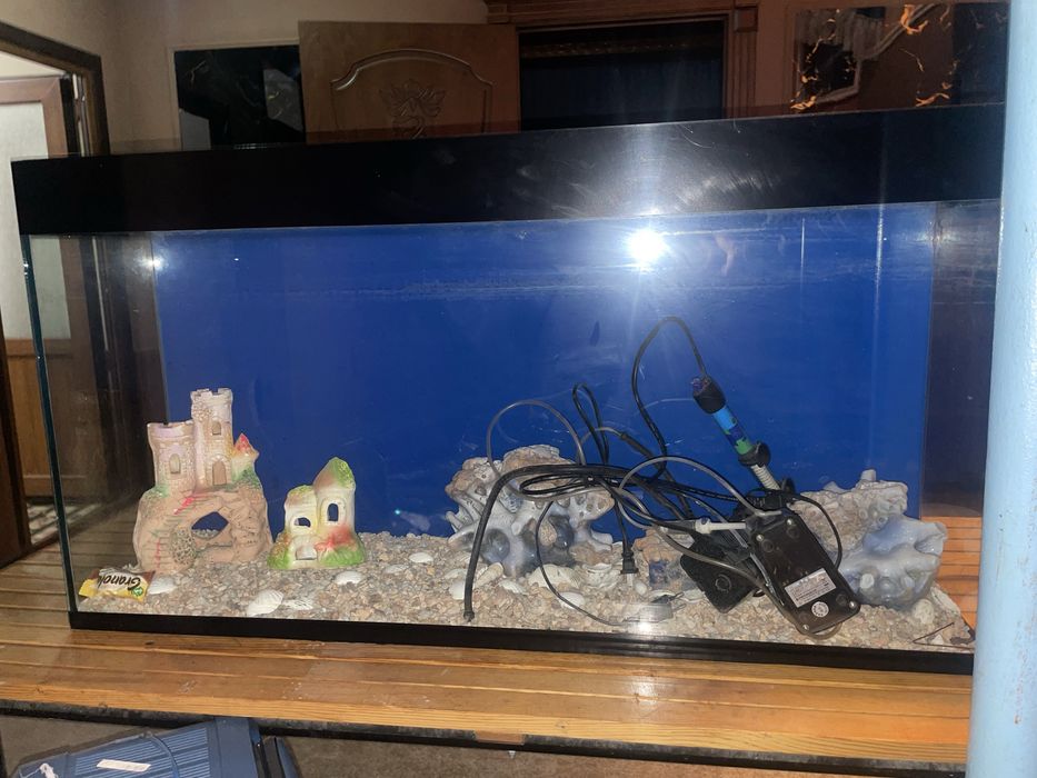 Akvarium baliq dekorativ