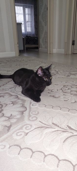 Отдам даром котёнка