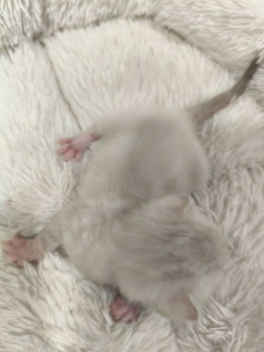 Бенгальские котята ( бронь)