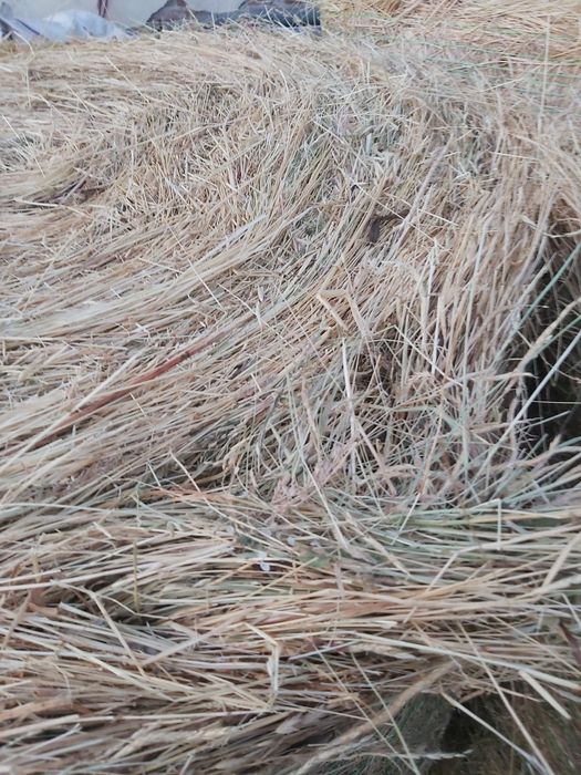 Продавам бали сено и чиста люцерна