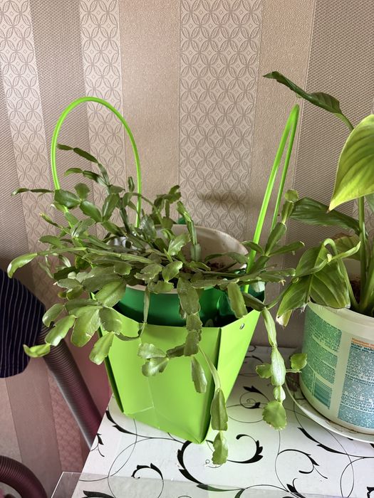 Продам цветы для дома