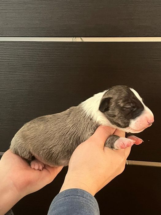 Щенки Бультерьера