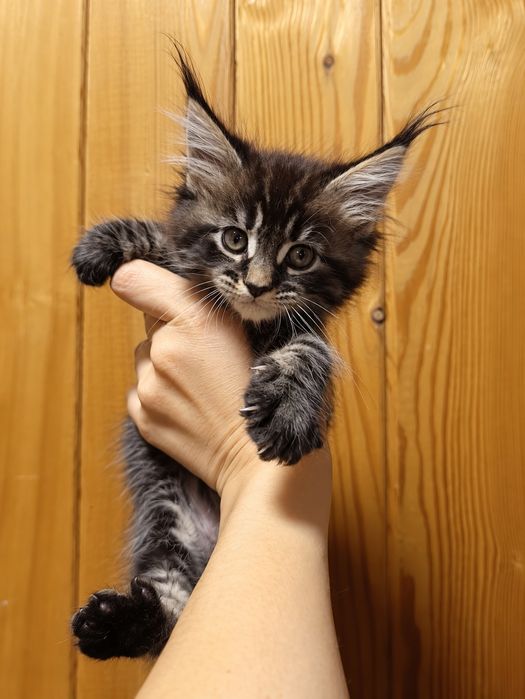 Мейкуны котята  100000