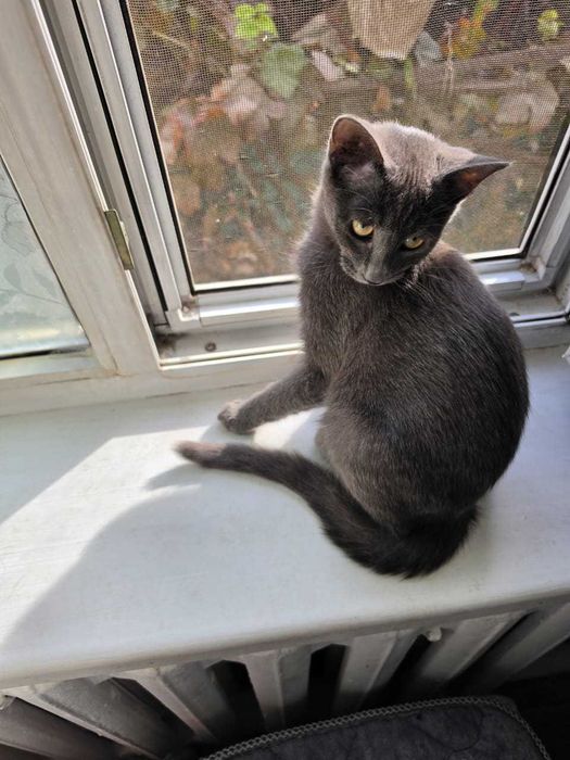 Котята-бесплатно