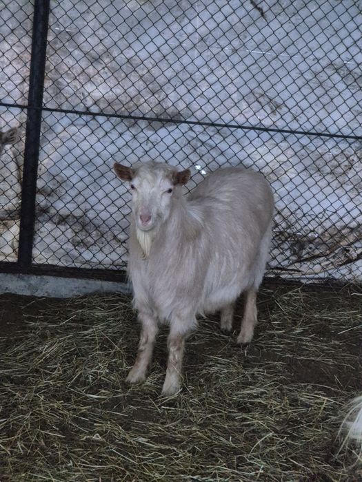 Vând  rațe si țap