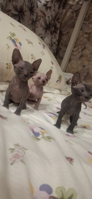 Голорожденные котята сфинкса