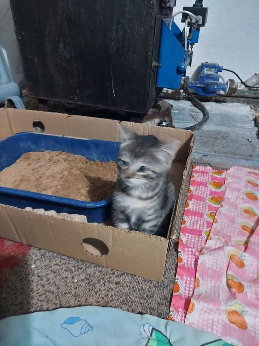 Котята. Мальчики.