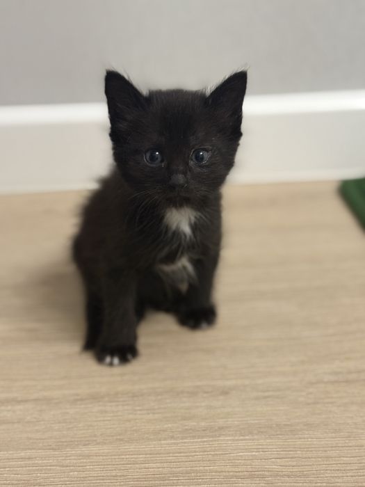 Отдам котят 1,5 месяца