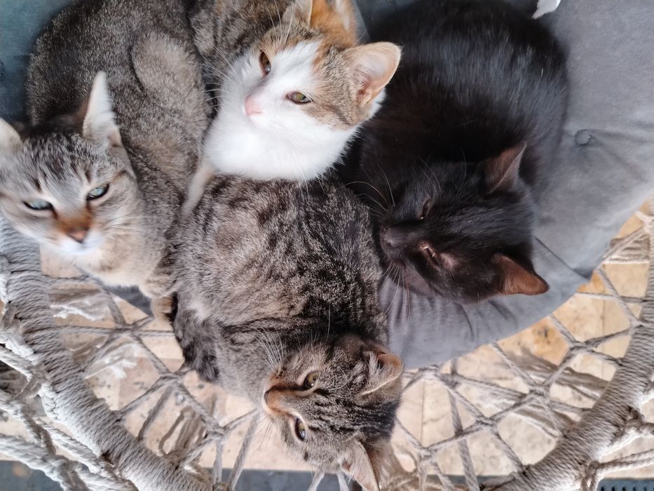 Dau spre adopție pisici