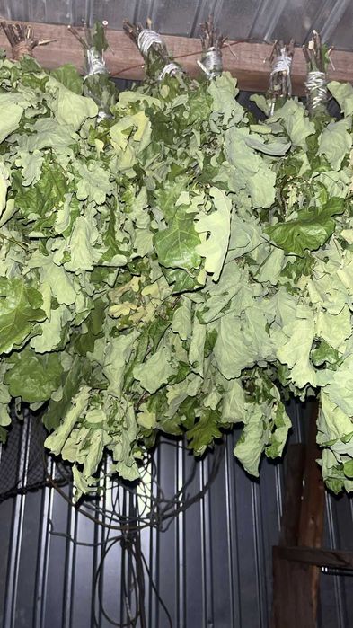 Продаю парные дубовые веники для бани