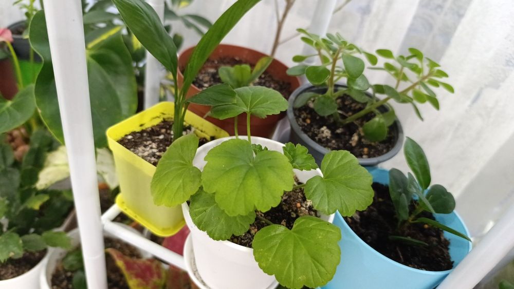 Цветы комнатные разных видов