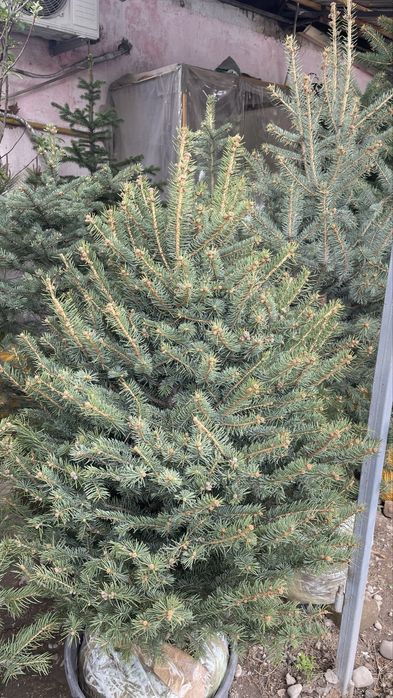 Голубая ель Елка