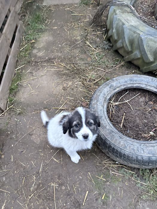 Catelusi de paza pentru adoptie