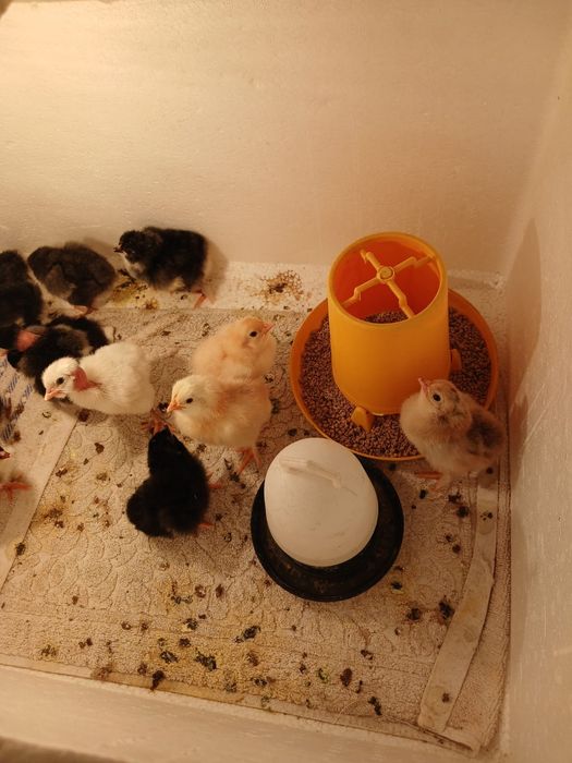 Цыплята суточные 13.14 дня цеплята