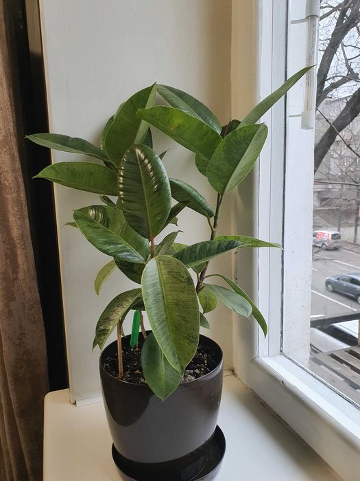 Фикус шривериана.