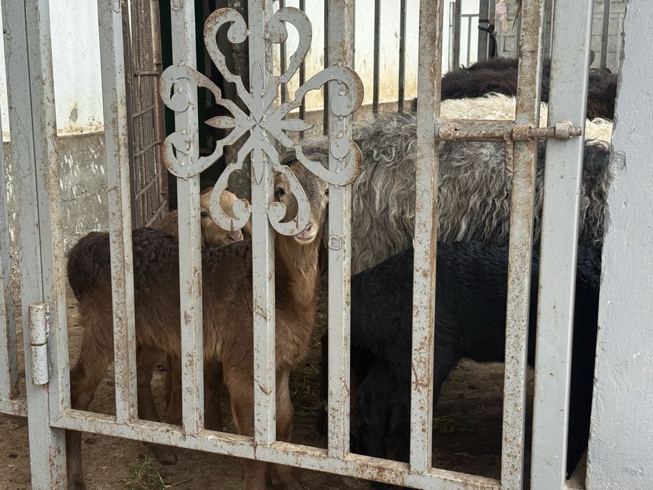 Қозылы қой, қозы сатылады