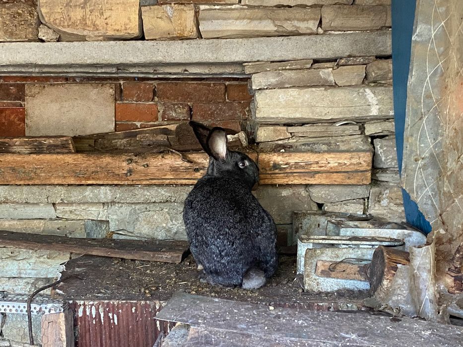 Свободни зайци за продажба