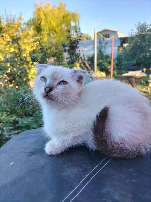 Отдам в добрые руки