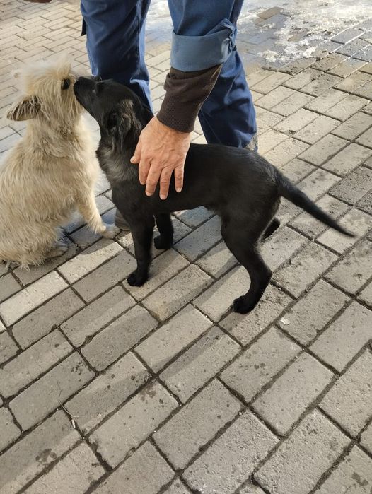 Собачка щенок девочка. В добрые руки!