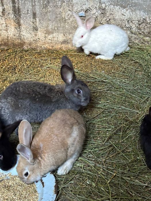 Кролики фландеры