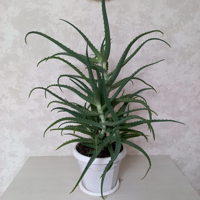 Алоэ древовидное