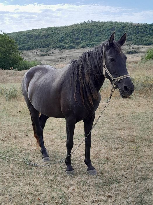 Vând.       iapă!!