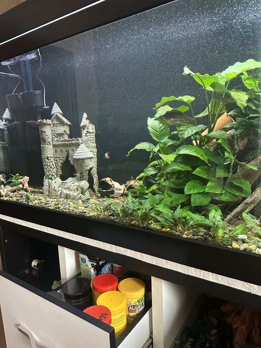 Продам аквариумное растение