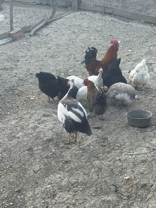 Oua de bibilica 5 lei bucata