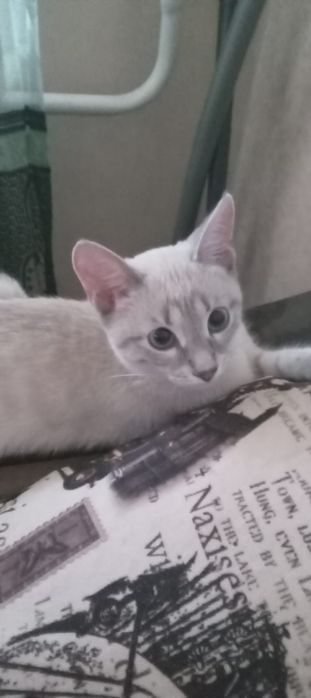 Отдам котёнка девочку
