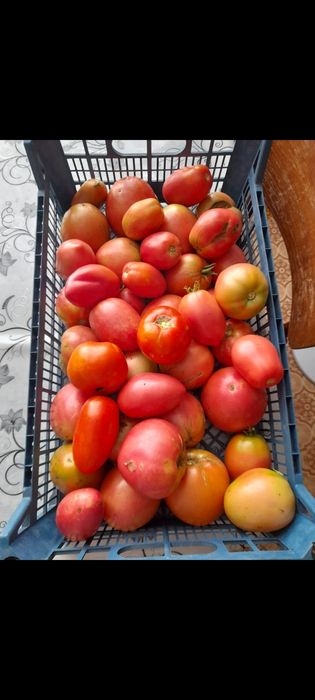 Продам домашние помидоры