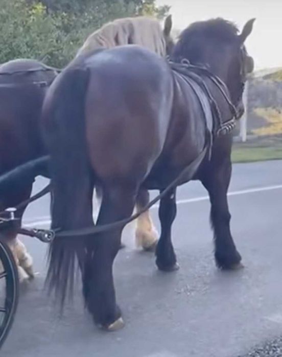 Vând iapa grea de 3 pe 4 ani