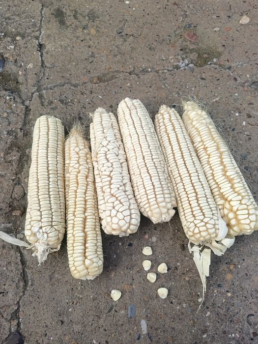 Продам белую  кукурузу