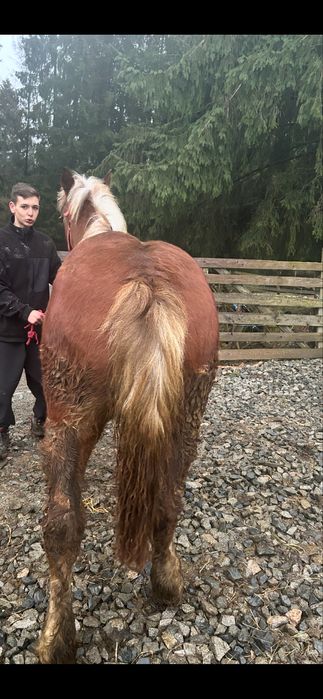 De vânzare mânză de un an