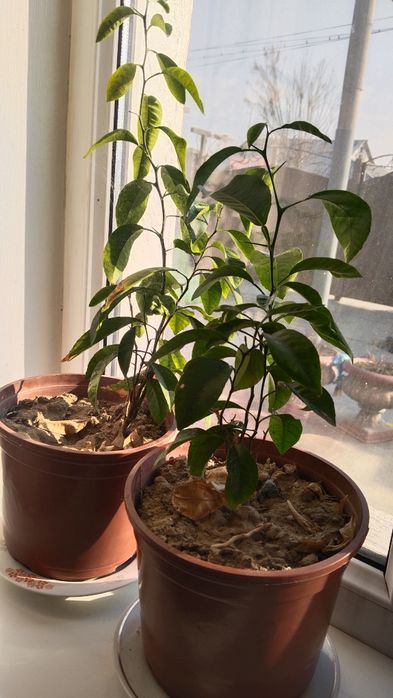 Дерево мандарина