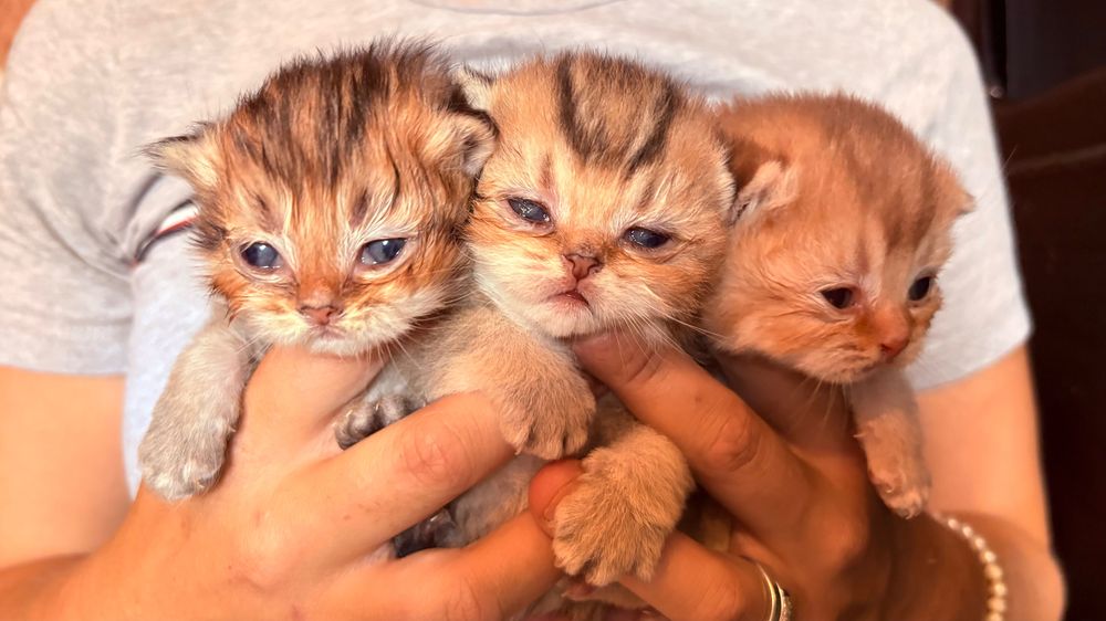 Britskorthaar kittens