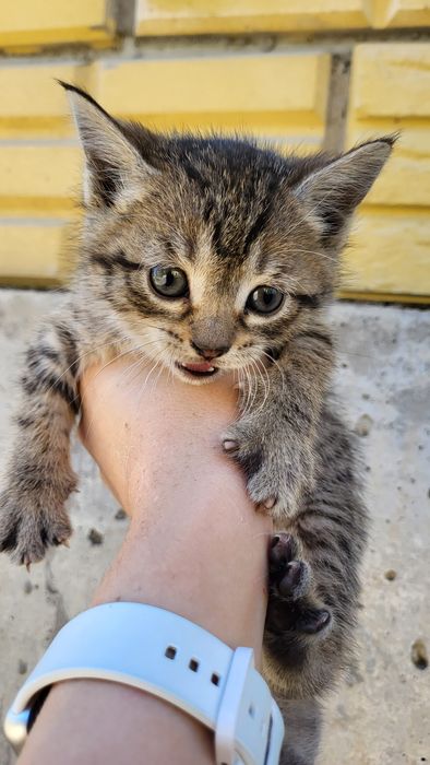 Отдам котят даром ! 3 котёнка