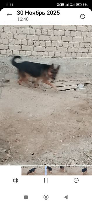 Сатлады срочнаааа