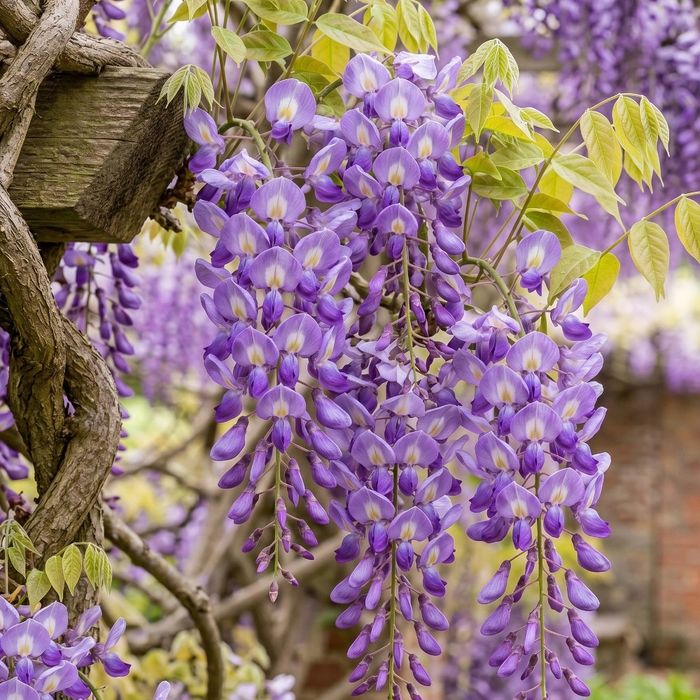 Glicina mov wisteria /planta urcatoare
