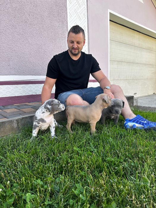 American bully  xl