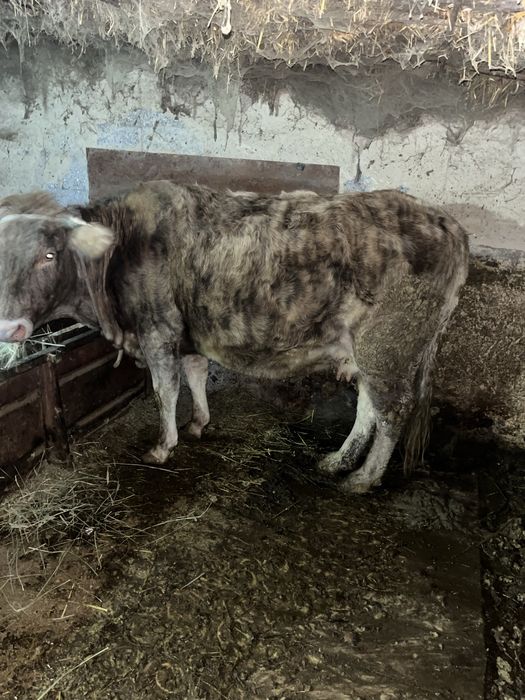 Семиз сиыр сатылады