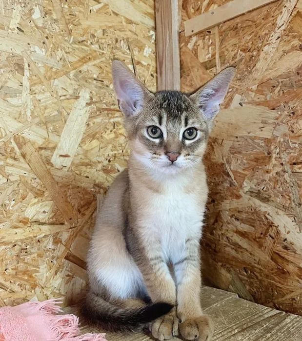 Аби и Чаузи SBT готовы к переезду