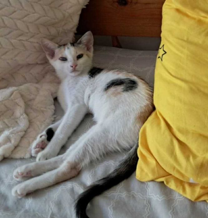 Подаряваме женско коте