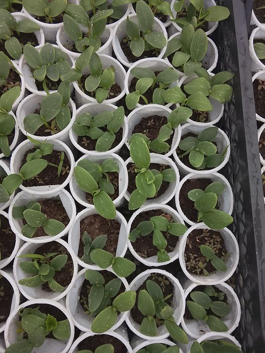 Огурцы в стаканчиках Рассада