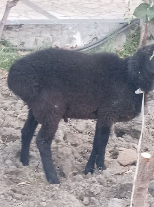 Qara qo'chqor. 8oylik